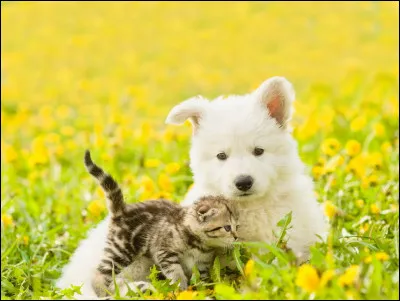 Comment s'appelle le bébé cochon d'Inde ?