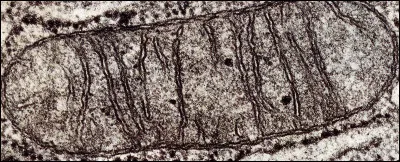 L'haleine correspond à l'air repoussé par les poumons puis par la bouche lors de l'expiration. C'est un mélange d'air, de vapeur d'eau et de plusieurs autres molécules. Quel autre composé, reflet du métabolisme, rejette-t-on lors de l'expiration ?