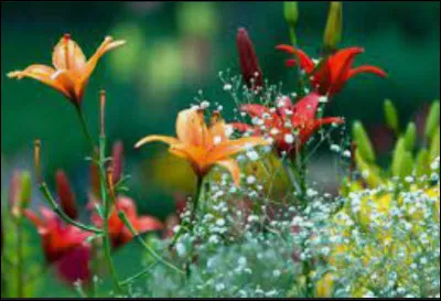 De quoi est composée une basse continue ?