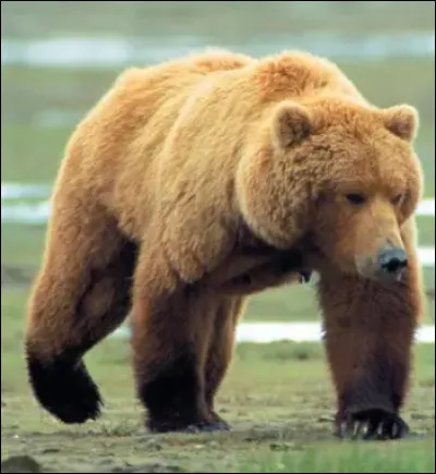 Quel est cet animal ?