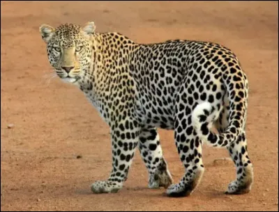 Quel est cet animal ?