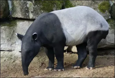 Quel est cet animal ?