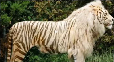 Quel est cet animal ?