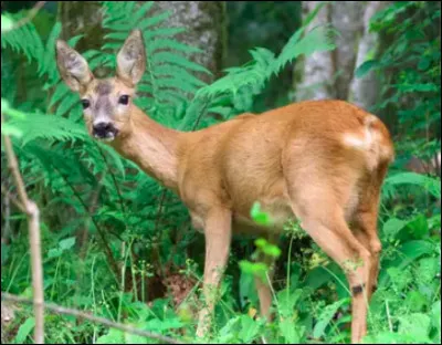 Quel est cet animal ?
