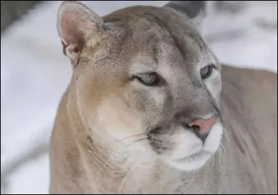 Quel est cet animal ?