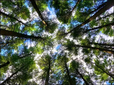 Ta saison préférée est :