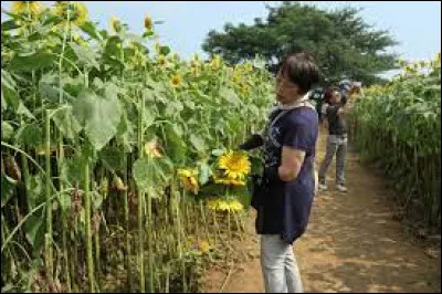 Comment dit-on la "fleur d'été" ou, tout simplement, le "tournesol", en japonais ?