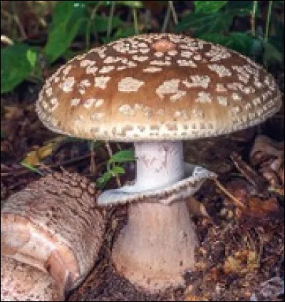 Quel est le nom de ce champignon ?