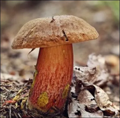 Quel est le nom de ce champignon ?