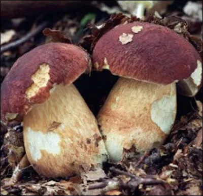 Quel est le nom de ce champignon ?