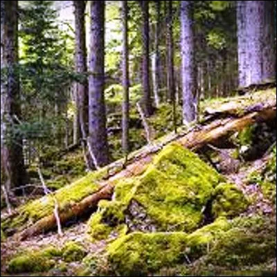 De quelle esp&egrave;ce animale le m&acirc;le est-il appel&eacute; le brocard ?