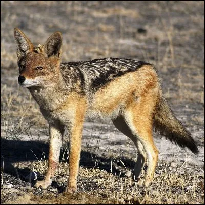 Comment s�appelle ce canid&eacute; d�Asie, d�Afrique et d�Europe ?