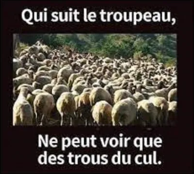Langue étrangère : 
Comment écrit-on "mouton" en italien ?