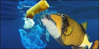 Dans un lac pollué, lequel des 5 sens les poissons perdent-ils ?