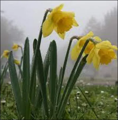 Quand a lieu la floraison de la jonquille ?