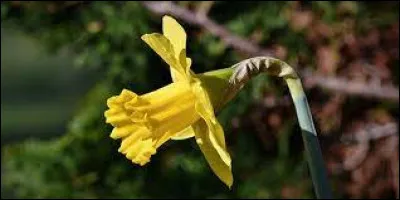 De quelle nation du Royaume-Uni la jonquille est-elle l'un des symboles nationaux ?