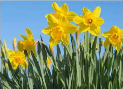 Quelle est la symbolique de la jonquille d'après le langage des fleurs ?