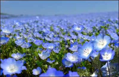 Quel est le pays d'origine de la Nemophile ? (Indice : un continent découvert par Christoph Colomb).