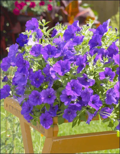 Quant à cette fleur-ci, elle est de couleur :