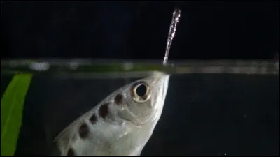 Lui a une méthode originale pour capturer ses proies, on l'appelle le toxote et il opère à distance, trouvez le bon métier !