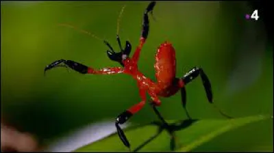 Si tu ne trouves pas, tu vas rire jaune petit scarabée !