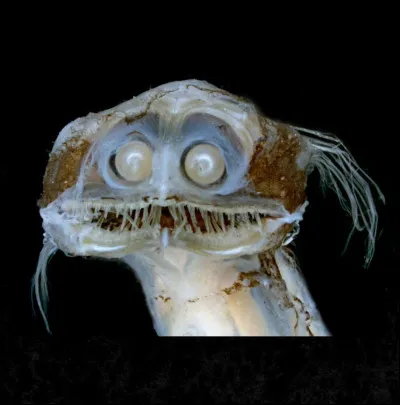 Quel est cet animal ?