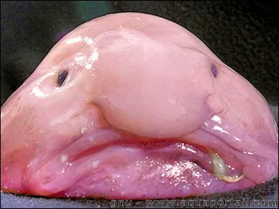 Comment s'appelle cet animal ?