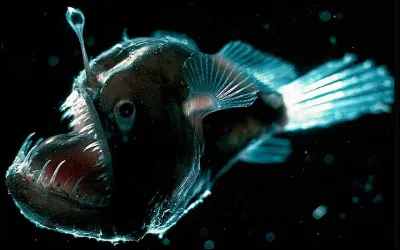 Quel est cet animal ?