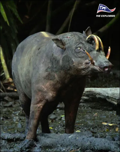 Quel est cet animal ?