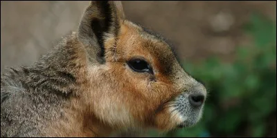 Quel est cet animal ?