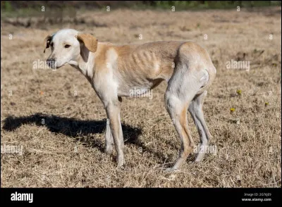 Quel est cet animal ?