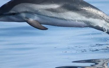 Quiz Dauphins