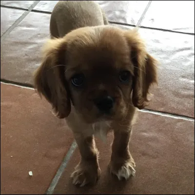 Quel est votre animal totem ? (Si aucun ne correspond, prenez celui auquel vous vous identifiez le plus.)