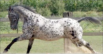 Quelle est cette race ?