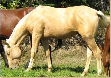 Quel nom est plus courant chez un cheval ?