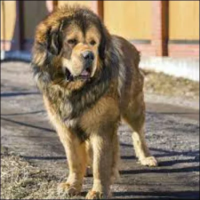 Ce chien est-il un dogue du Tibet ?
