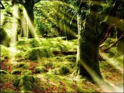 En quel lieu voudrais-tu te réincarner ?