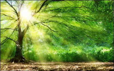 On vous demande de vous rendre dans la for&ecirc;t aux Mille Arbres, que faites-vous ?