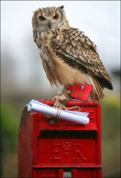 La deuxième case te demande si tu as déjà entendu parler de Poudlard avant de recevoir ta lettre.
