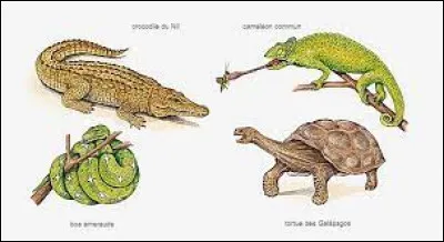 Tu as une Pokéball et tu peux attraper un reptile. Lequel choisis-tu ?