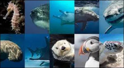 Quel animal marin aimerais-tu être ?