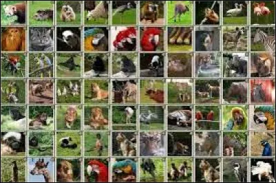 Quel animal préfères-tu ?