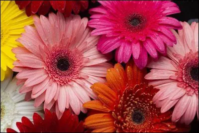 Quelle fleur es-tu ?