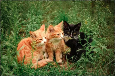 Comment les appelles-tu ?