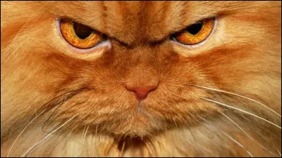 Ton frère, Plume Colorée, devient guerrier avant toi, que fais-tu ?