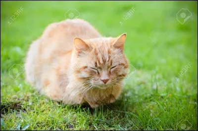 Tu es avec Patte Volante. Combien de chatons veux-tu avoir ?