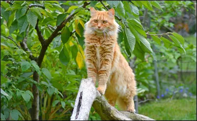 Il se trouve qu'il y a trois chatons. Quelle est ta réaction ?