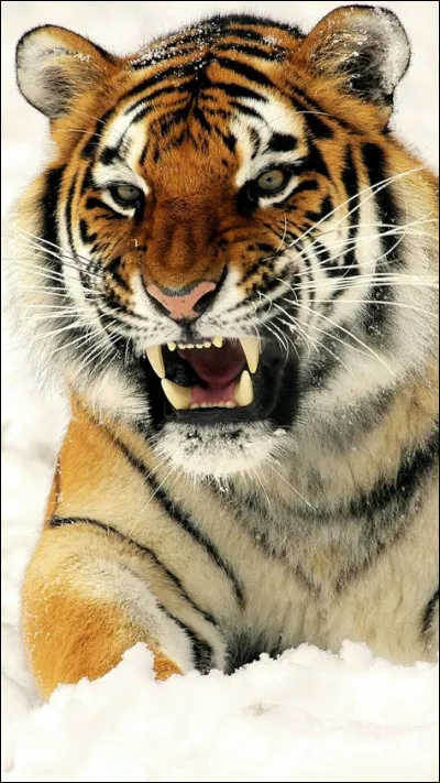 D'où vient le moustique-tigre ?