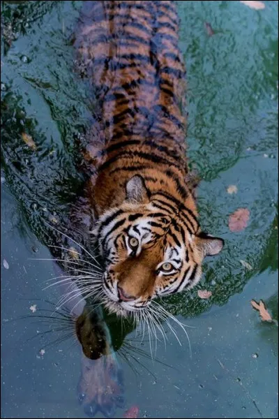 Quel est l'autre nom de la rivière mexicaine Tigre ?