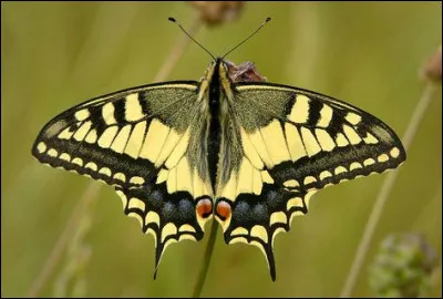 Et ce majestueux papillon ! Qu'est-ce ?